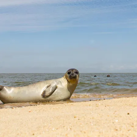 Apartamento Adlerhorst Egel 1 *